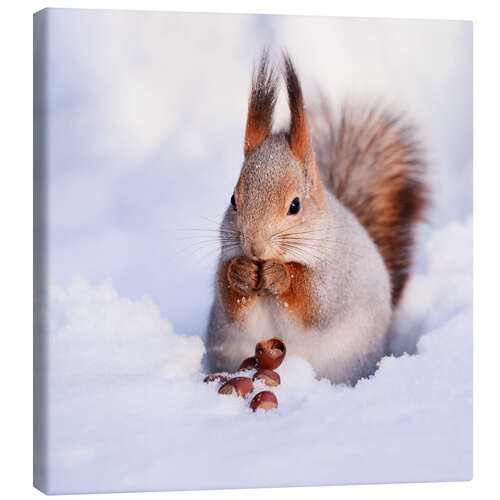 Leinwandbild Eichhörnchen im Schnee