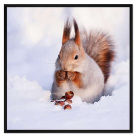 Gerahmter Kunstdruck Eichhörnchen im Schnee