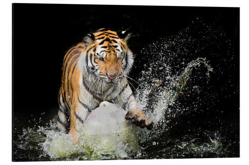 Obraz na aluminium Tiger Makes the water