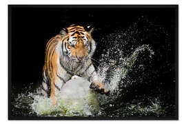 Gerahmter Kunstdruck Tiger schlägt ins Wasser