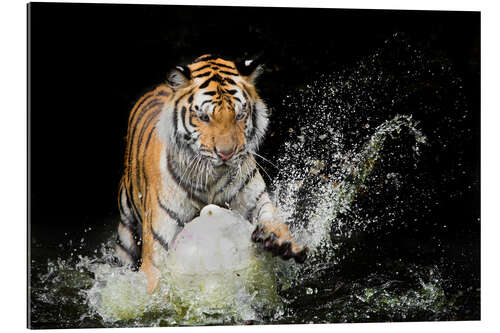 Gallery print Tiger Makes the water