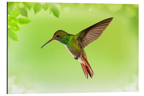 Aluminium print hummingbird