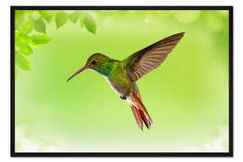 Gerahmter Kunstdruck Kolibri