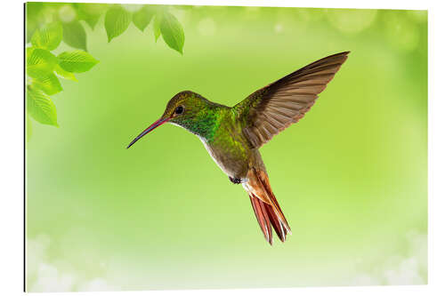 Gallery print hummingbird