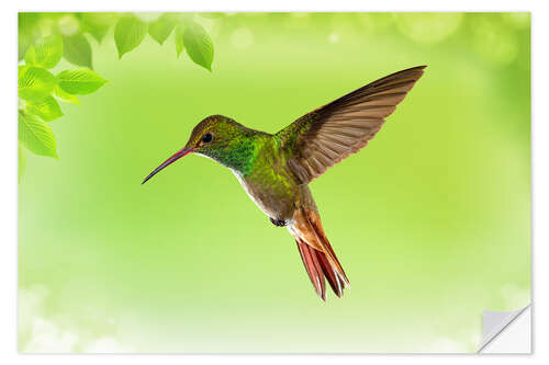 Vinilo para la pared Colibrí con fondo verde