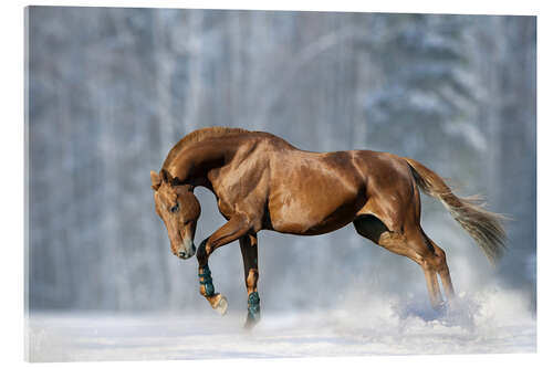 Quadro em acrílico Horse in snow