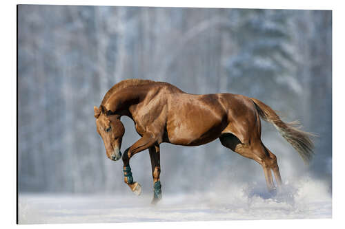 Print på aluminium Horse in snow