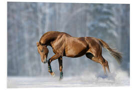 Quadro em PVC Horse in snow