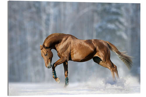 Galleriprint Horse in snow