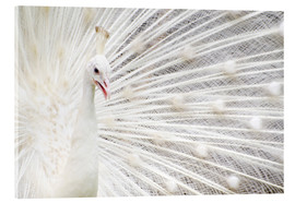 Obraz na szkle akrylowym  White Peacock