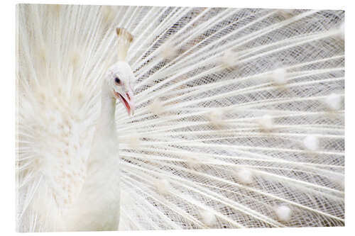 Stampa su vetro acrilico White Peacock