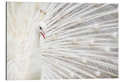 Aluminium print White Peacock