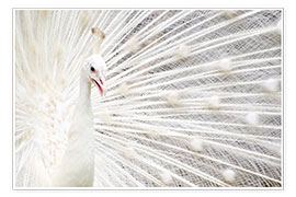 Veggbilde  White Peacock
