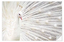 Sisustustarra White Peacock