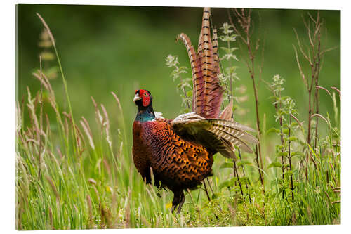 Akrylbilde pheasant