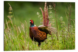 Quadro em alumínio pheasant