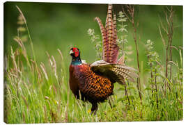 Canvas print pheasant