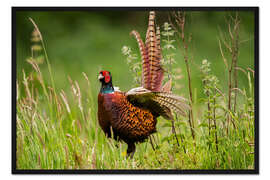 Gerahmter Kunstdruck Fasan