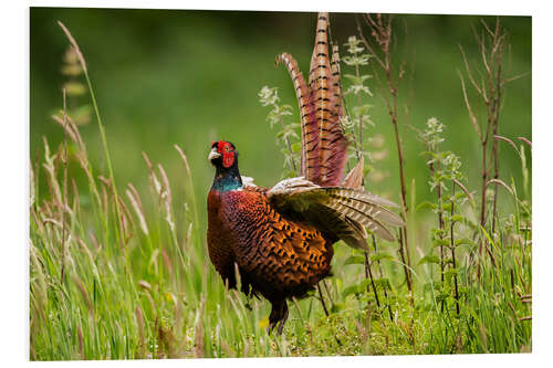 Bilde på skumplate pheasant