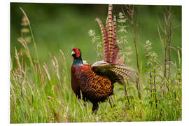 Foam board print pheasant