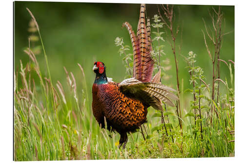 Galleriprint pheasant