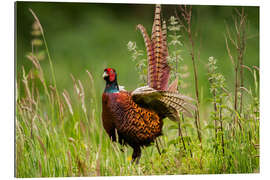 Gallery print pheasant