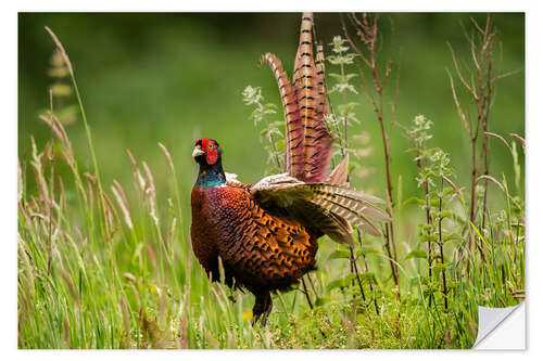 Vinilo para la pared pheasant