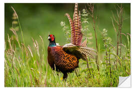 Selvklebende plakat pheasant