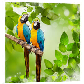 Aluminium print Two Macaw Parrots