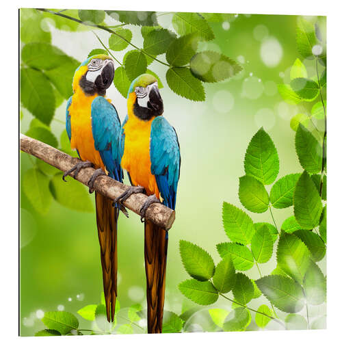 Gallery print 2 blue and yellow parrot