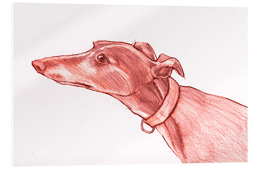 Stampa su vetro acrilico Greyhound pencil drawing white and red colour pencil sketch