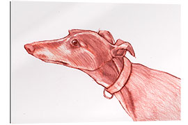 Galleritryck Greyhound pencil drawing white and red colour pencil sketch