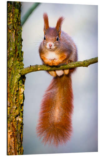 Aluminium print Squirrel on small branch