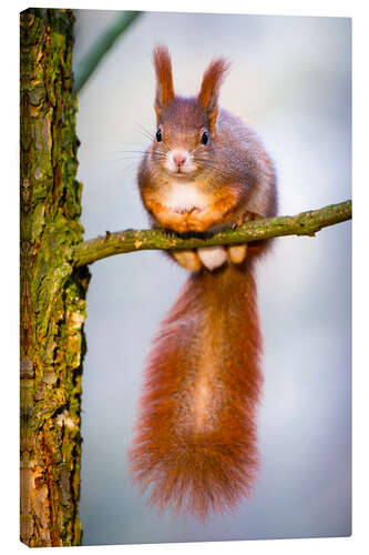 Canvas print Squirrel on small branch