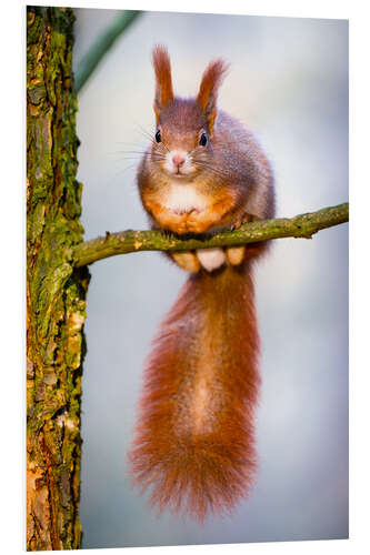 PVC print Squirrel on small branch