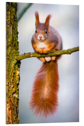 Gallery print Squirrel on small branch