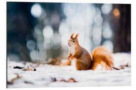 Aluminium print Squirrel looking for its nut