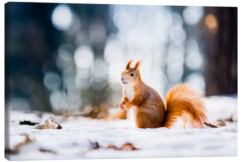 Canvastavla Squirrel looking for its nut