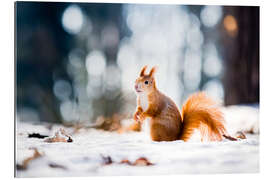 Gallery print Squirrel looking for its nut