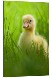 Aluminium print Sweet little goose in the green grass