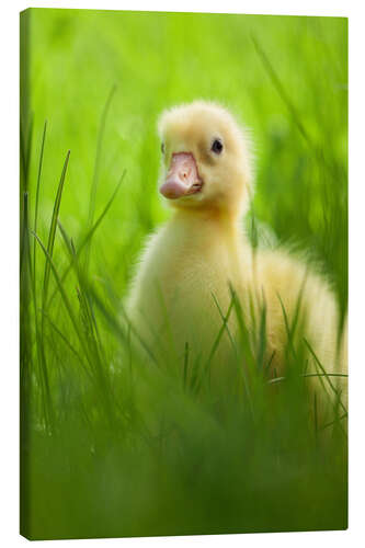 Canvas print Sweet little goose in the green grass