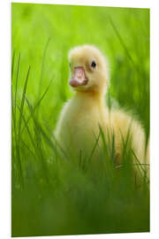 Foam board print Sweet little goose in the green grass