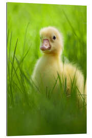 Gallery print Sweet little goose in the green grass