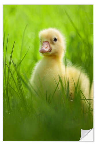 Naklejka na ścianę Sweet little goose in the green grass