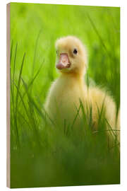 Wood print Sweet little goose in the green grass