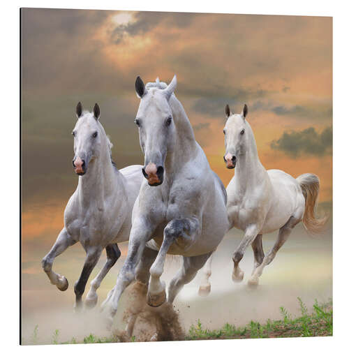 Obraz na aluminium White stallions at gallop