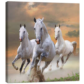 Quadro em tela  White stallions at gallop