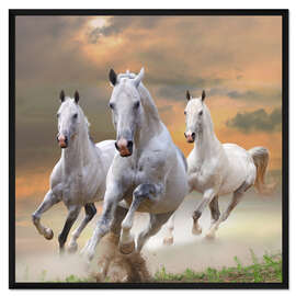 Gerahmter Kunstdruck Weiße Hengste im Galopp