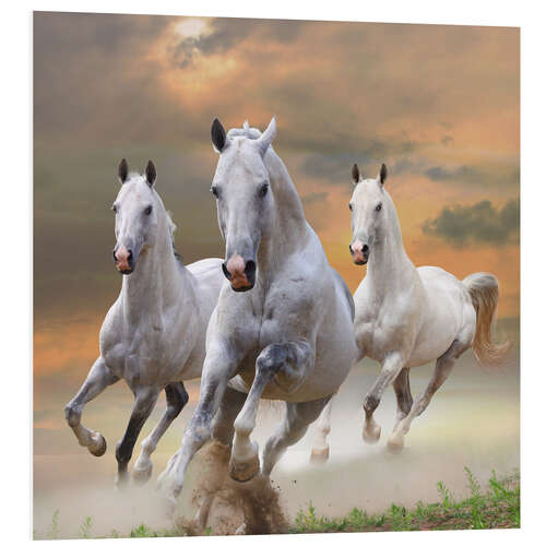 Foam board print White stallions at gallop