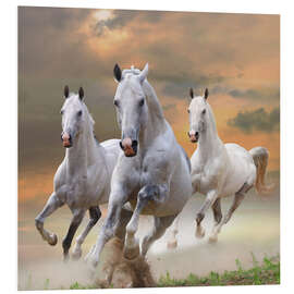 Foam board print White stallions at gallop